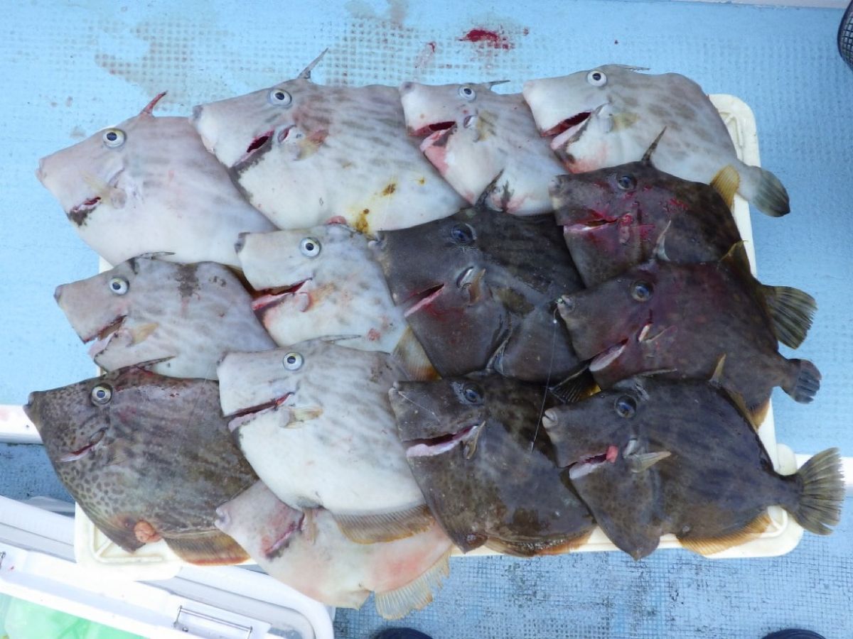 石川釣船@船長さんの釣果 3枚目の画像