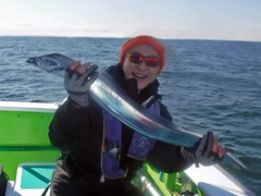 タチウオの釣果