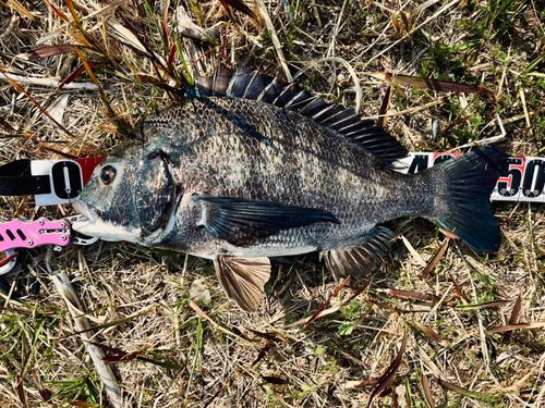チヌの釣果
