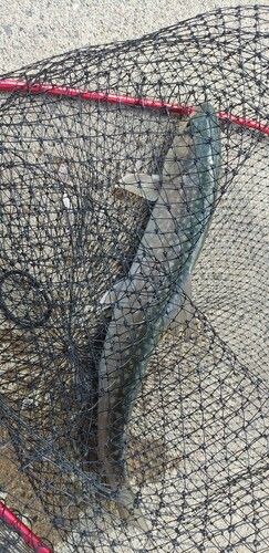 アメマスの釣果