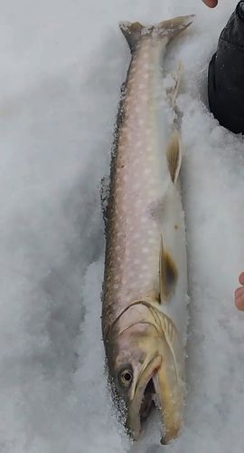 アメマスの釣果