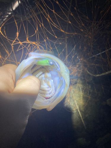 フッコ（マルスズキ）の釣果