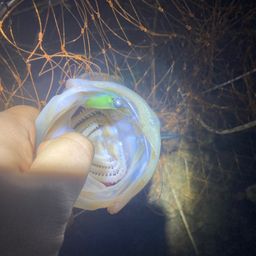 フッコ（マルスズキ）