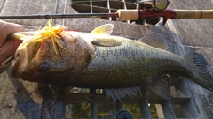 ブラックバスの釣果