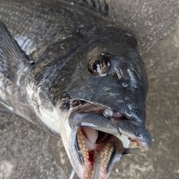 クロダイ