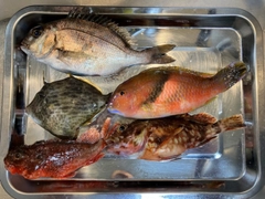 マダイの釣果