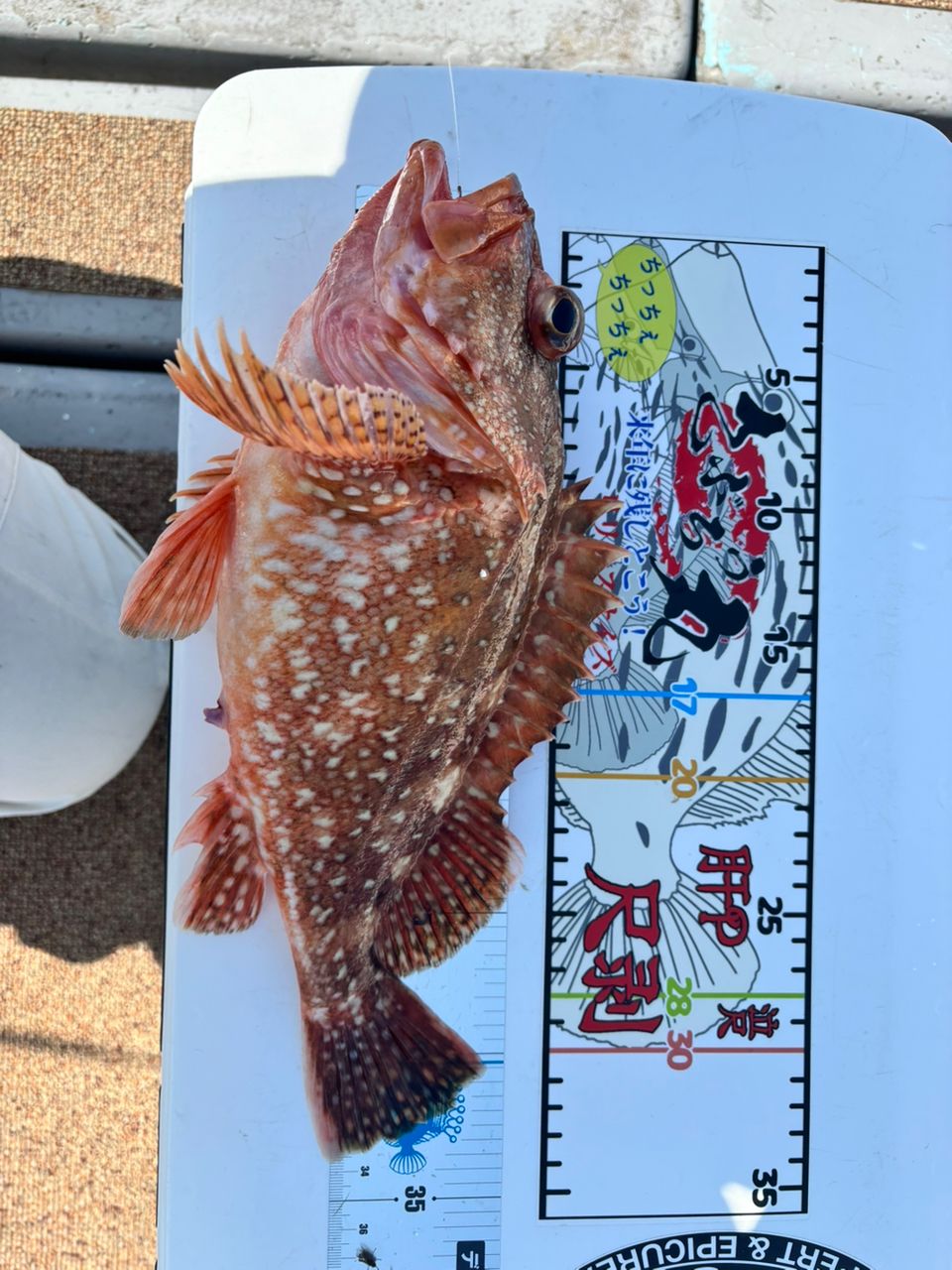 タッチーさんの釣果 2枚目の画像