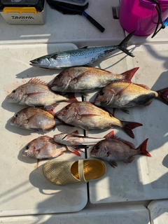 サワラの釣果