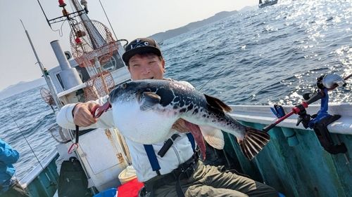 トラフグの釣果