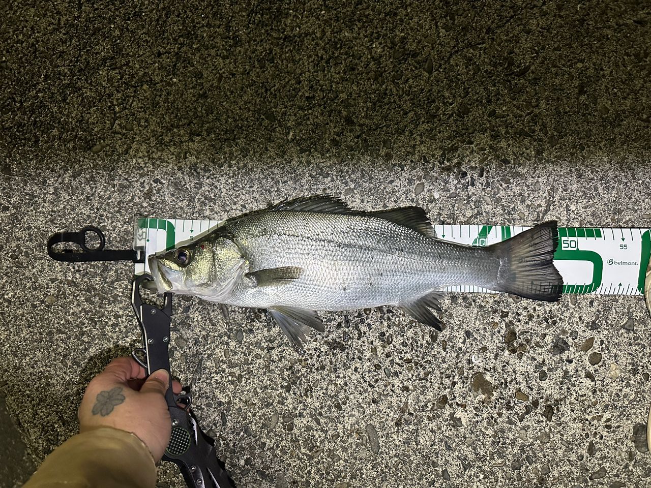 ハネ（ヒラスズキ）