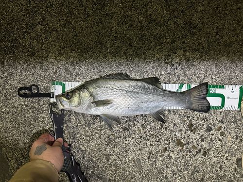 ハネ（ヒラスズキ）の釣果