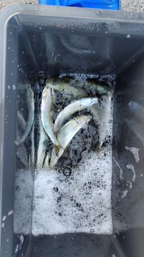 イワシの釣果