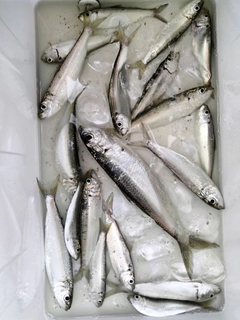 カタボシイワシの釣果