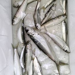 カタボシイワシ