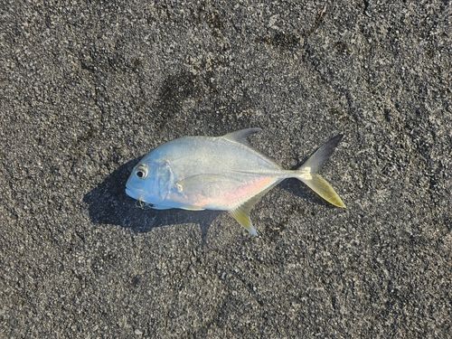 メッキの釣果
