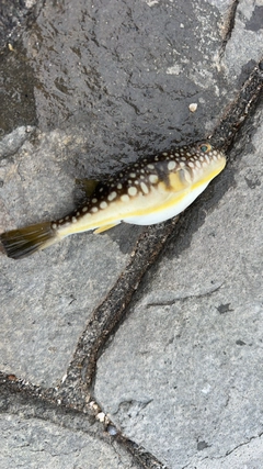 フグの釣果