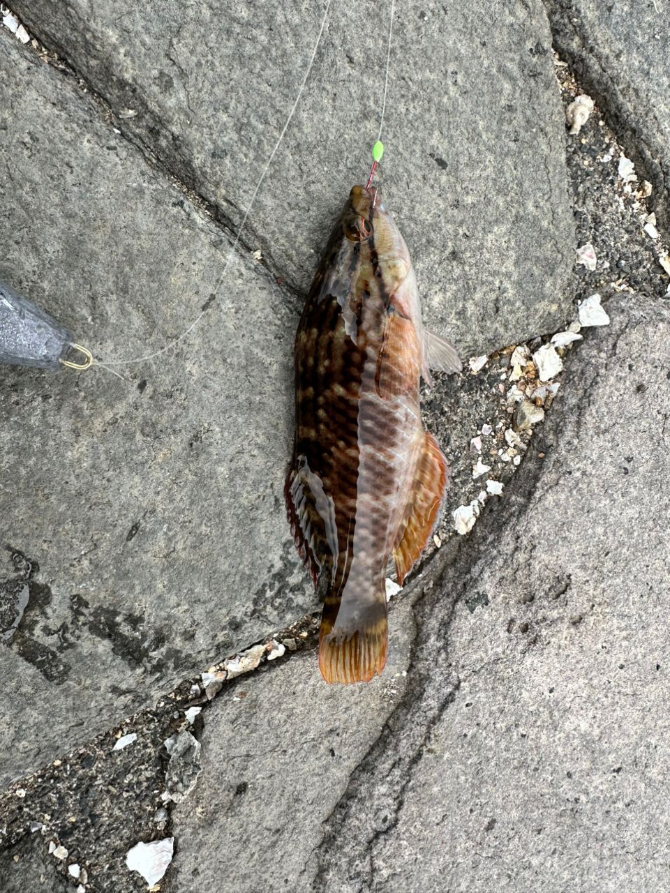 アカササノハベラ