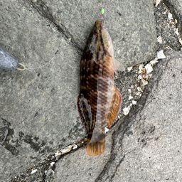 アカササノハベラ