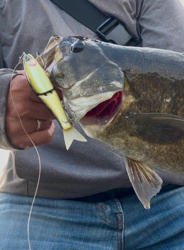 スモールマウスバスの釣果