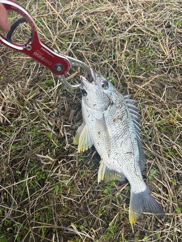 キビレの釣果
