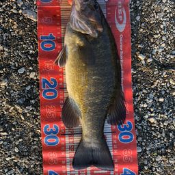 スモールマウスバス