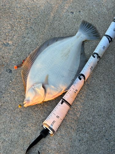 マコガレイの釣果