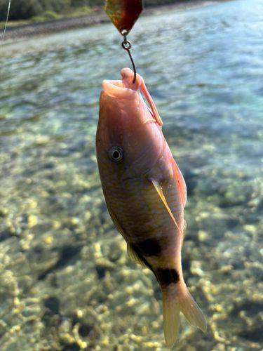 オジサンの釣果