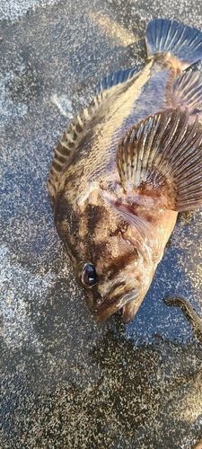 ムラソイの釣果