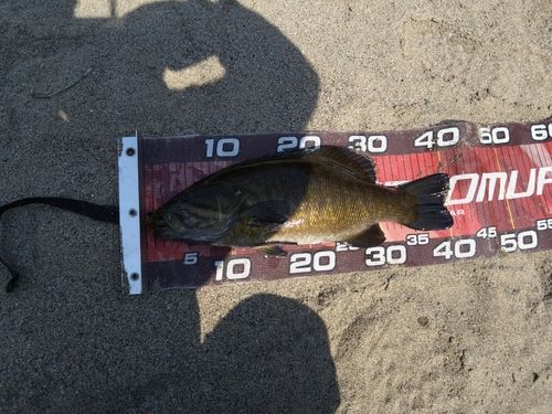 スモールマウスバスの釣果