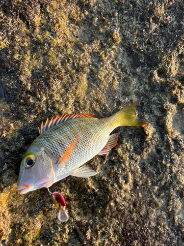 イソフエフキの釣果