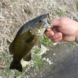 スモールマウスバス