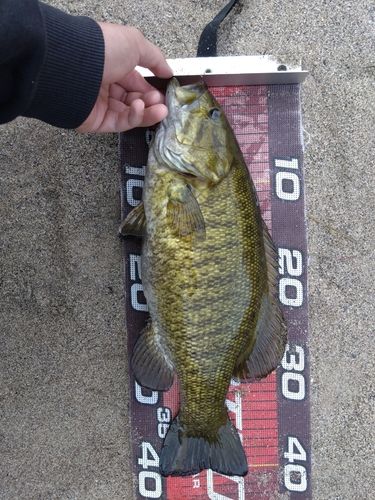スモールマウスバスの釣果