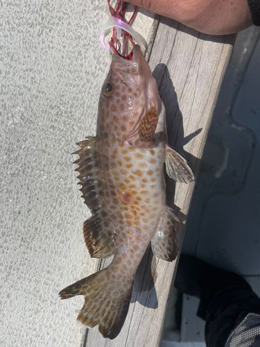オオモンハタの釣果