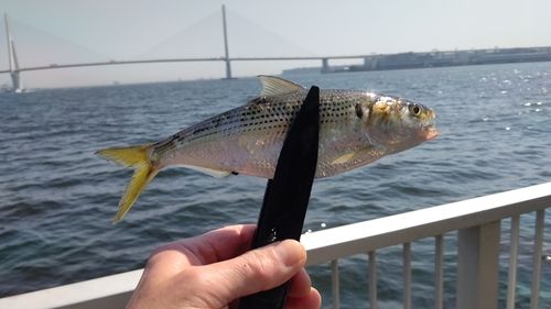 コノシロの釣果