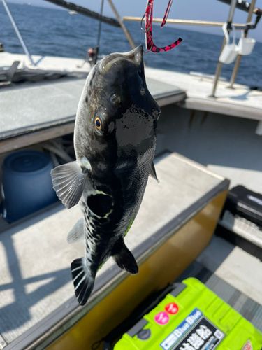 トラフグの釣果