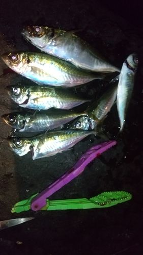マアジの釣果