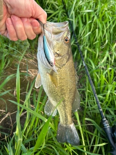 ブラックバスの釣果