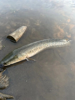 カムルチーの釣果