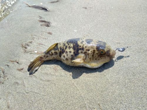 ヒガンフグの釣果