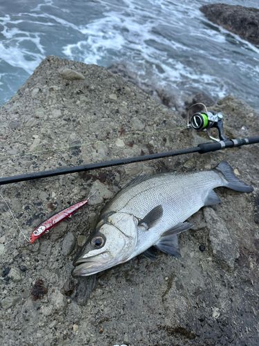 ヒラスズキの釣果