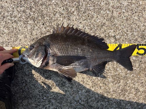 クロダイの釣果