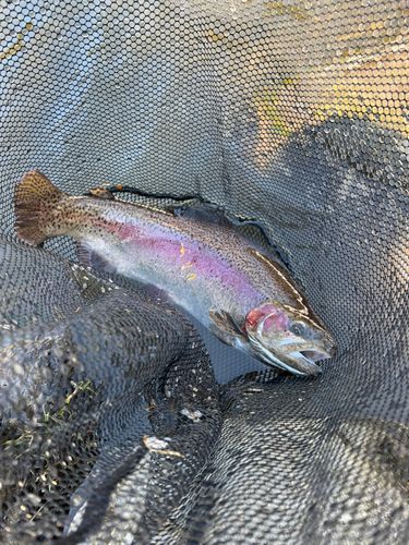 ニジマスの釣果