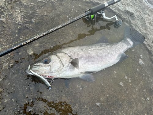 ヒラスズキの釣果