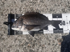 クロダイの釣果