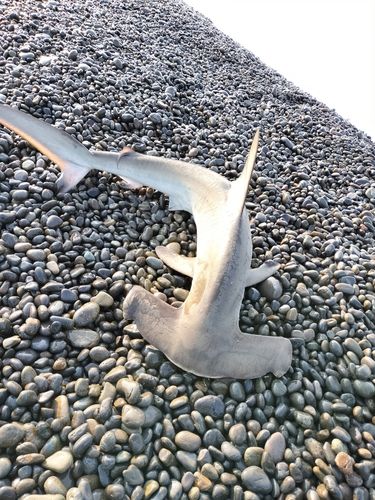 ハンマーヘッドシャークの釣果