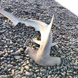 ハンマーヘッドシャーク