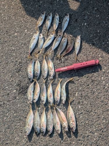 マアジの釣果