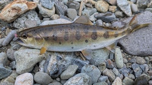 ヤマメの釣果