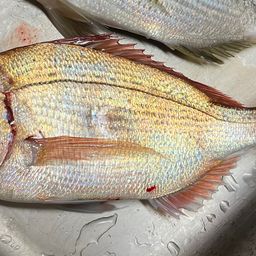 マダイ