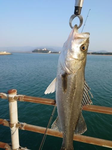 フッコ（マルスズキ）の釣果